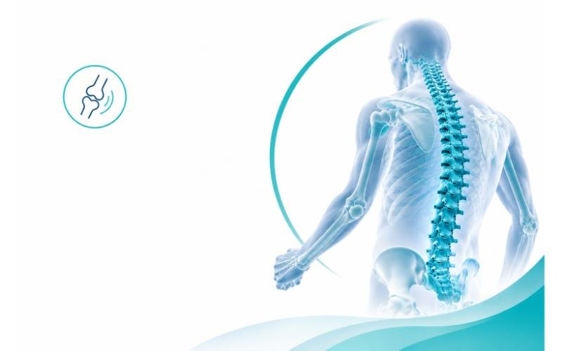 Joint Bone Spine
